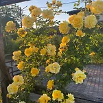 Nonna Giuseppina * Romano D'Ezzelino